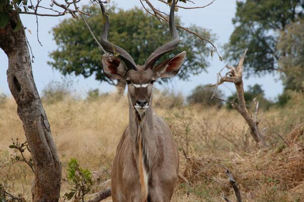 Woodland Antelope, Botswana